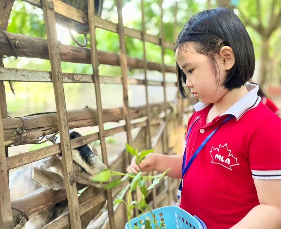 Trường mầm non Lá Phong Đỏ (Maple Leaf Academy)