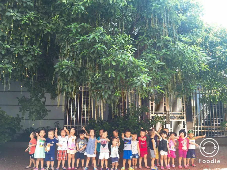 Trường mầm non Hoa Anh Đào