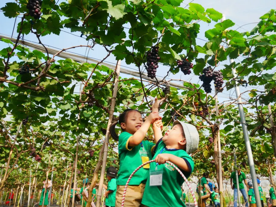 Mầm Non Trẻ Em Việt - Vietkids Plus