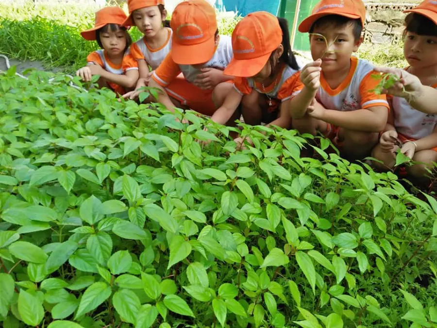 Trường mầm non Hoàng Oanh II